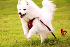 狗狗教會我們的人生道理，你做到了嗎？