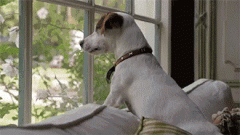 狗狗的十個有趣的小心思，你可一定要知道！