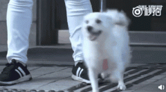 狗，真是人類最好的朋友嗎？