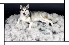 毛質差、過度脫毛？華興重磅推出犬美毛處方糧