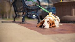 天氣熱了，寵主們請停止對狗狗的傷害！