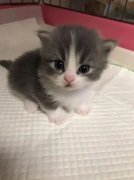 你家的貓咪多大了你知道嗎？