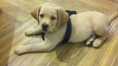 注意！狗狗的這些動作不是撒嬌，而是求助！