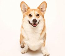 小型犬有非常特殊的需求需要特別照顧,你知道嗎？