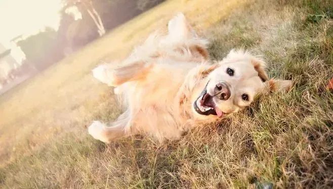 撒嬌狗狗最好命！狗界撒嬌狂，養一只很幸福！